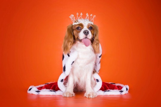 犬も飼い主を馬鹿にする?そう感じる行動4選 信頼関係が築けていない時の特徴や改善する方法とは