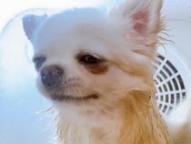 犬を自動乾燥機に入れた結果→『そろそろ乾いたかな？』と思って見に行くと…『衝撃の状況』に19万いいね集まる「想定外で草」「表情がｗ」