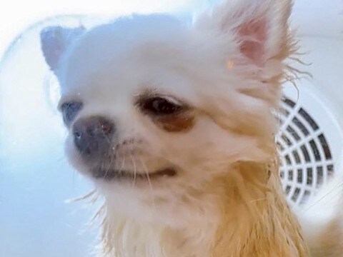 犬を自動乾燥機に入れた結果→『そろそろ乾いたかな?』と思って見に行くと…『衝撃の状況』に19万いいね集まる「想定外で草」「表情がw」