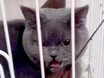 『気難しい性格な猫』のいる家にやってきた子犬→『仲良くできるかな』と心配していたら…予想外の展開が52万再生「素敵」「マタタビかけた？」