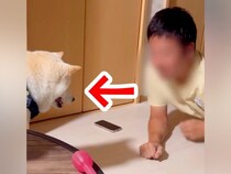 ストレッチしていたら、犬が『お願いがある』と言いに来て…可愛すぎる『まさかの理由』が22万再生「誘導が上手ｗ」「中断するパパ優しい」