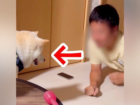 ストレッチしていたら、犬が『お願いがある』と言いに来て…可愛すぎる『まさかの理由』が22万再生「誘導が上手w」「中断するパパ優しい」
