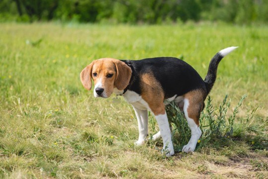 犬が『ウンチをした後』にみせる仕草や行動5選 排泄後の不思議な動きの意味や注意点まで