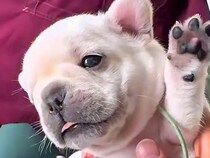 動物病院で健康診断を受ける『生後25日の赤ちゃん犬』→ぬいぐるみのような『悶絶必至の診察』が68万再生「天使…」「お腹ぽんぽん最高」