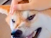 半年ぶりに姉が帰省するため『犬と車でお迎えにいった』結果→喜ぶと思ったら…まさかの『辛辣な表情』に1万いいね「悲報ｗ」「めちゃ笑った」