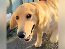 大型犬の呼吸が荒いので、心配して病院に連れて行ったら…予想もしなかった『告げられた診断結果』が67万再生「理由が可愛すぎるｗ」と反響