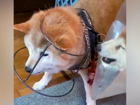 ご飯を食べていた『16歳の老犬』→何やらもめているなと思ったら…想像を超える『衝撃的な抗議』が27万再生「コント?w」「知恵の輪で草」