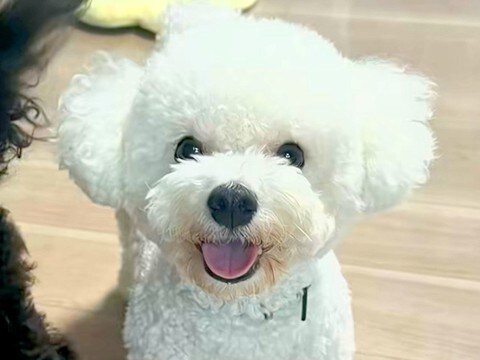 夫婦でそれぞれ『犬の写真』を撮影した結果…もはや別の犬?『露骨すぎる表情の違い』が52万再生「2匹飼ってる?w」「どちらも可愛い」と反響