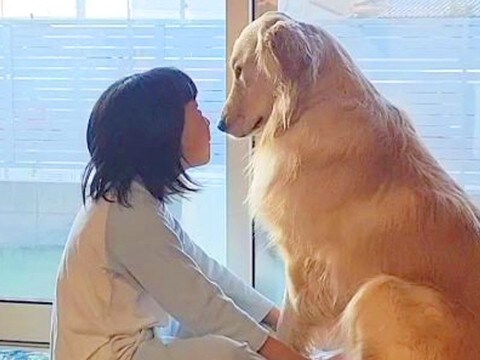朝、女の子と大型犬が窓際で見つめ合って…ゆっくりと時間が流れる『尊すぎる光景』が28万再生「ほっこり癒された」「尻に敷かれてるw」と反響