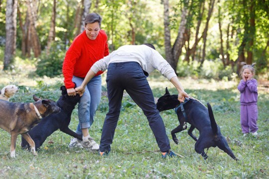 愛犬同士の『相性が悪い』ときに考えられる理由4つ 関係改善のために飼い主が意識したいポイントも解説