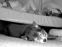 夜中、寝返りを打ったら『床で寝ていた犬』が…カメラが捉えた『衝撃的な反応』が72万再生「般若の顔で草」「めっちゃ強そうｗｗ」と反響