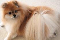 犬が『伏せたまましっぽを振る』のはなぜ？　4つの心理から気持ちの判別方法まで解説