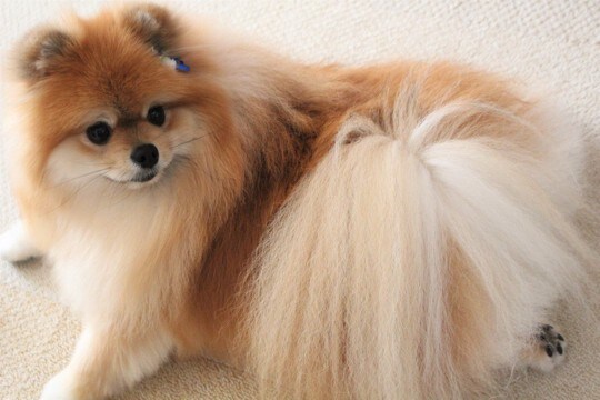 犬が『伏せたまましっぽを振る』のはなぜ? 4つの心理から気持ちの判別方法まで解説