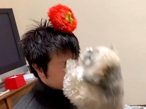 お父さんがふざけて『犬の新しいおもちゃを頭の上に乗せた』結果…無慈悲すぎる『まさかの災難』に反響「大笑いしたｗ」「顔面アタックｗ」