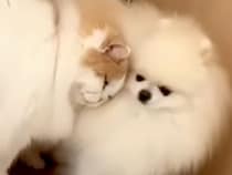 半日ペットサロンにいた犬→帰ると、心配していた同居猫が近づいてきて…種族の壁を超えた『愛を感じる光景』が18万再生「健気」「いい兄貴」