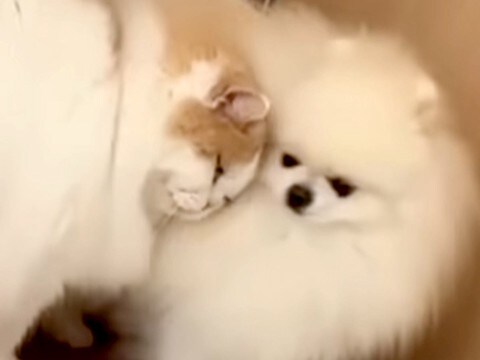 半日ペットサロンにいた犬→帰ると、心配していた同居猫が近づいてきて…種族の壁を超えた『愛を感じる光景』が18万再生「健気」「いい兄貴」