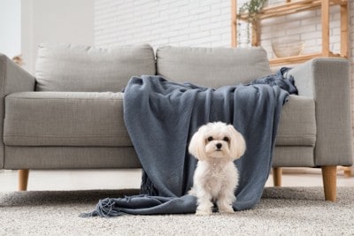 ソファの前に座っているマルチーズ