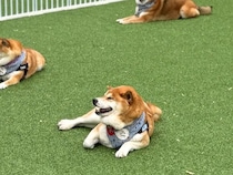 柴犬軍団と『ドッグラン』に出かけた結果…完全に遊び方を間違えている『まさかの光景』に5万いいね集まる「ジワるｗｗ」「柴あるある」と絶賛