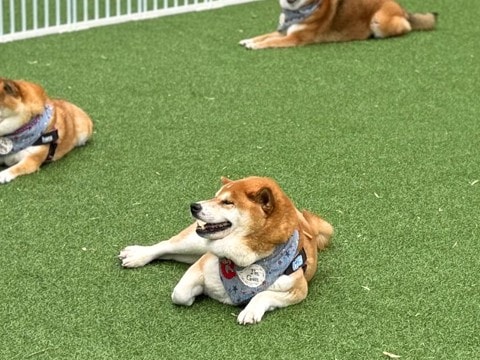 柴犬軍団と『ドッグラン』に出かけた結果…完全に遊び方を間違えている『まさかの光景』に5万いいね集まる「ジワるｗｗ」「柴あるある」と絶賛