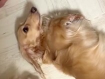 『とりあえずひっくり返っておこう…』スリッパを破壊した犬→お父さんに叱られた結果…まさかの対応が13万再生「切り替えがｗｗ」「可愛いｗ」