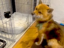 犬が新しいベッドを使わないので『座って匂いを付けた』結果→お留守中に…家族が目撃した『まさかの行動』に反響「なんて愛おしい」「オチｗ」