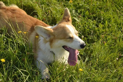 芝生で伏せているコーギー