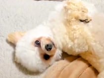 なぜか毎日『同じ時間に立てなくなってしまう犬』→あまりに尊い『可愛すぎる理由』に2万いいね集まる「役者だｗ」「子羊のぬいぐるみ」と反響