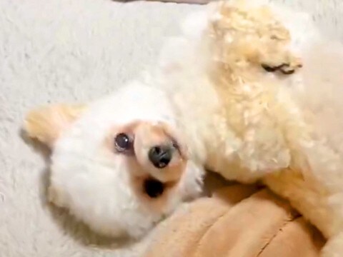 なぜか毎日『同じ時間に立てなくなってしまう犬』→あまりに尊い『可愛すぎる理由』に2万いいね集まる「役者だｗ」「子羊のぬいぐるみ」と反響