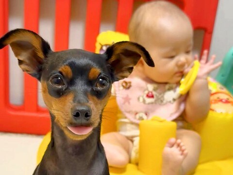 どうしても赤ちゃんの近くにいたい犬→奮闘した結果…まさかの『罪を犯しまくる光景』が453万再生「良い家族すぎる」「書類送犬ｗ」と反響