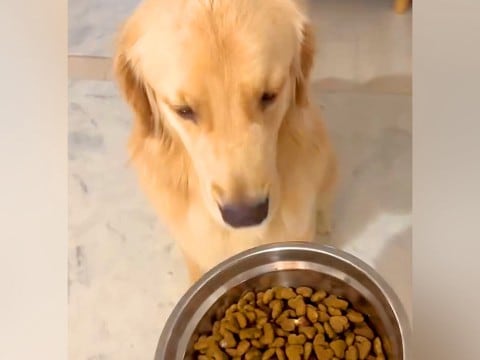 食に興味がない大型犬→流行りの『興味を持ってもらう方法』を試したら…驚きの光景が48万再生「絶対うまいやつ」「うちもやります」共感の声も