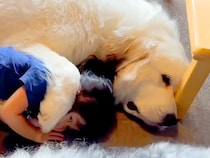 3歳の女の子が『超大型犬のとなりに寝転がった』結果→前足をかけて…とんでもなく尊い『まさかの光景』が6万再生「ホッコリ」「微笑ましい」