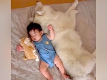 赤ちゃんが『産まれた時から大型犬と育った』結果→眠っている時に…ずっと見ていたくなる『尊い様子』が159万再生「最強の癒し」「羨ましい」