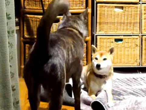 カーペットにイタズラする犬を発見→叱ろうとしたら、同居犬が来て…涙が出るほど『健気な行動』が148万再生「優しい…」「心打たれた」と感動