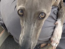 『飼い主が他の犬に甘えられている瞬間』を目撃した犬…咄嗟にとった『いじらしい行動』に4万いいね集まる「なんて尊い」「世界一可愛い独占欲」