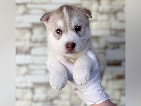 『片手に乗るほど小さかった赤ちゃん犬が…』生後8ヶ月を迎えた結果→衝撃的な『成長ビフォーアフター』に2万いいね「美しい…」「可愛すぎる」