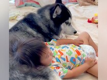 距離があった赤ちゃんと２匹の大型犬→家族と認識しはじめて、パパよりも先に…愛情に溢れた『まさかの展開』が137万再生「もののけ姫みたい」