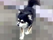 家の近くで『捨てられた犬』を発見→飼い主の情報が見つからず…涙あふれる『3ヶ月後の光景』が20万再生「運命的な出会い」「泣いた」と感動