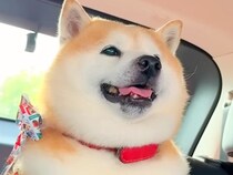 ペットホテルで疲れ果てた犬をお迎えに→帰りの車で意識を保てず…まるで人の子供のような『愛おしい光景』が21万再生「顔が…」「幸せそう」