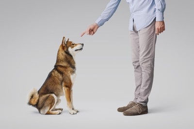 男性に叱られている犬