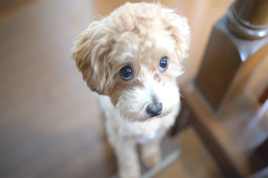 犬が叱られたときにやりがちな仕草4選 考えられる心理から信頼関係を保つ接し方までタイトルに沿った記事をお書きください。