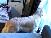 歯医者のため外出→留守番している犬をカメラで覗いた結果…尊すぎる『今すぐ帰りたくなる光景』が61万再生「たまらん」「愛に溢れてる」と反響