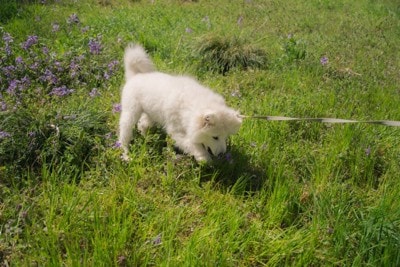 草むらを散歩する犬