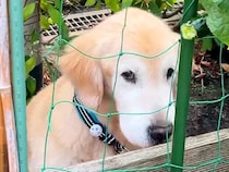 『大型犬がやたら庭に行くなあ』と思ったので、こっそりあとをつけた結果…衝撃的な『まさかの行動』が39万再生「現行犯ｗ」「老犬と思えない」