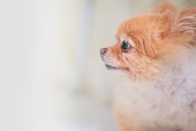 高齢の犬の横顔