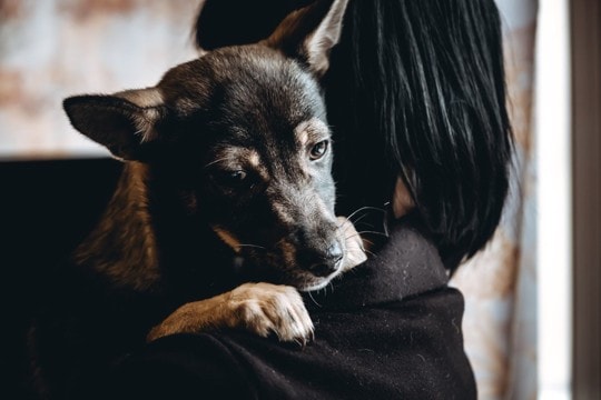 犬も『ペットロス』になることがある? 孤独や悲しみのサインと飼い主ができる寄り添い方