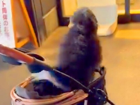 『病院に注射をしにきた』と知らずテンションMAXのワンコ→思っていた場所と違い…予想外な展開が382万再生「爆上がりで草」「たまらん」