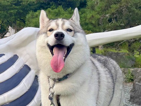 ガイコツと記念写真を撮るハスキー犬→思った以上に『仲が良さそうに見える光景』に9万いいねの反響「いい笑顔」「肩組んでるみたいで素敵」