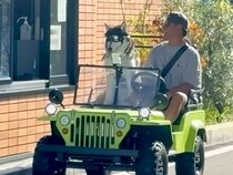 大型犬が『スタバのドライブスルー』に行った結果→店員さんが…100点満点な反応と可愛すぎる光景が16万再生「羨ましいｗ」「デレデレで草」