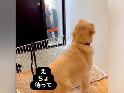 パパが出張に行って悲しむ大型犬→数日後、帰ってきた瞬間に…愛が強すぎる『おかえりなさいの仕方』が9万再生「感動した」「階段5往復w」