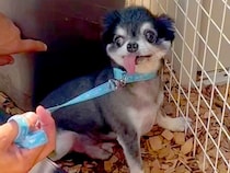虐待され捨てられた『人間を恐れている犬』→触ることもできずに…2ヶ月後の『嘘のような光景』が120万再生「感動した」「こんな変わるんだ」